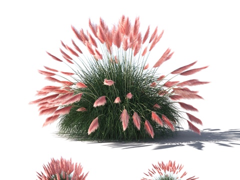  芒草（Cortaderia selloana）3d模型 