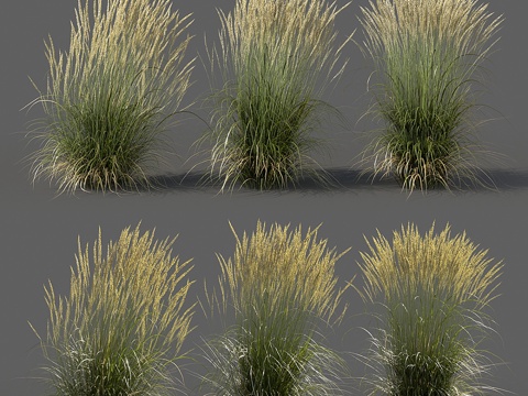  羽状芦苇 - 尖果芦苇 - 中景3d模型 