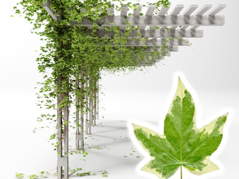  金叶常春藤藤架3d模型 