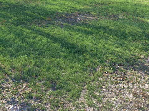  草地 草坪 草原3d模型 