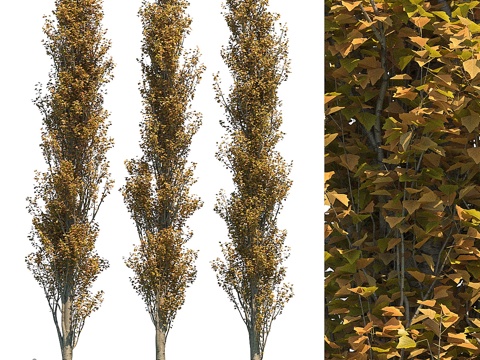  金钟白杨金字塔形 15米 秋季3d模型 