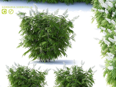 田鹨山楂树3丛 Sorbaria sorbifo3d模型