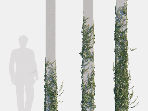  柱上榕树攀援品种 # 23d模型 