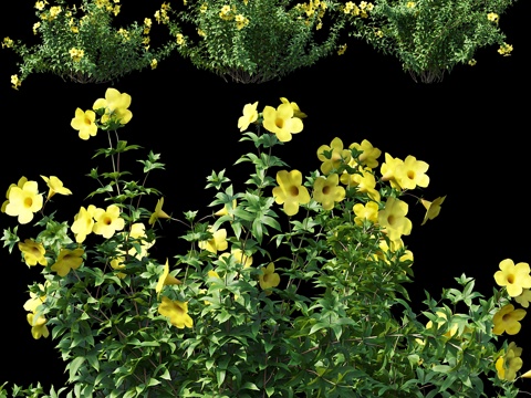  Allamanda 013d模型 