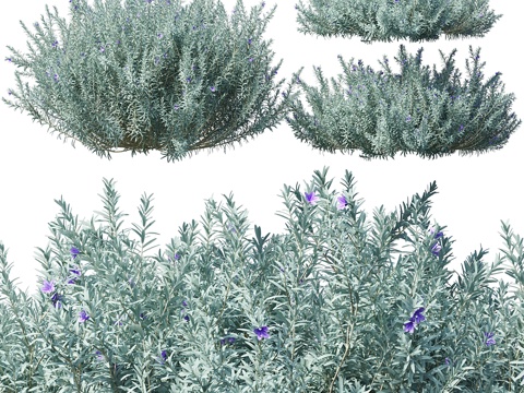  迷迭香 #7（3款）3d模型 