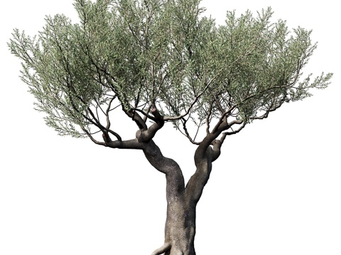  橄榄树（欧洲橄榄属）#33d模型 