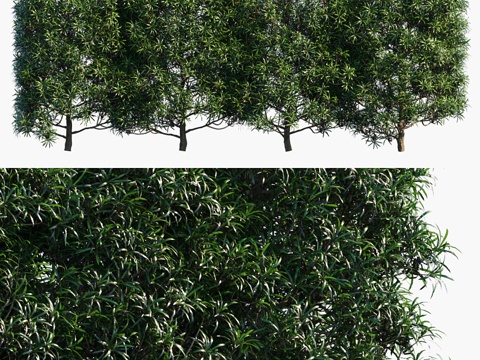  大叶罗汉松 柏树梅松树篱 0.8米3d模型 