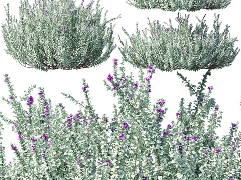  天云鼠尾草 Leucophyllum frutescens3d模型 
