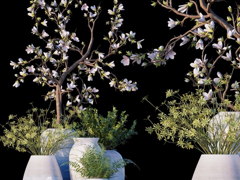  木兰    羽叶蕨3d模型 