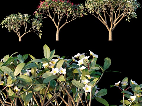  红花素馨树_033d模型 