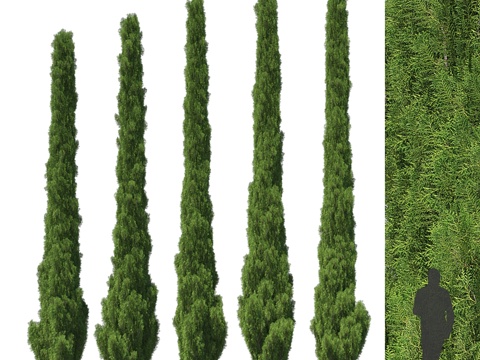  5-6米柏树3d模型 