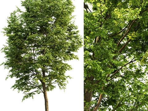  阔叶椴树3d模型 