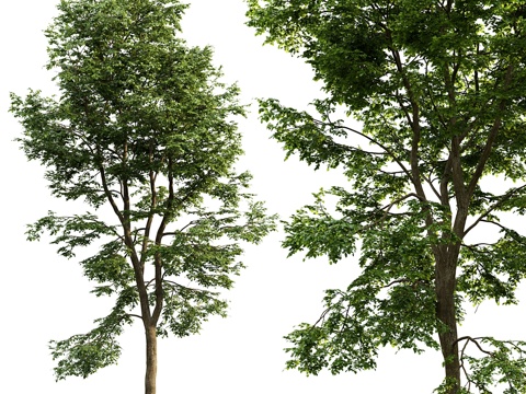  阔叶椴树3d模型 