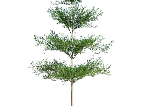  马达加斯加合欢树 23d模型 