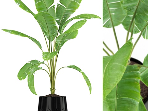  植物集锦 1853d模型 