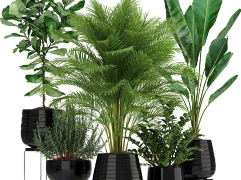  植物收藏 1803d模型 