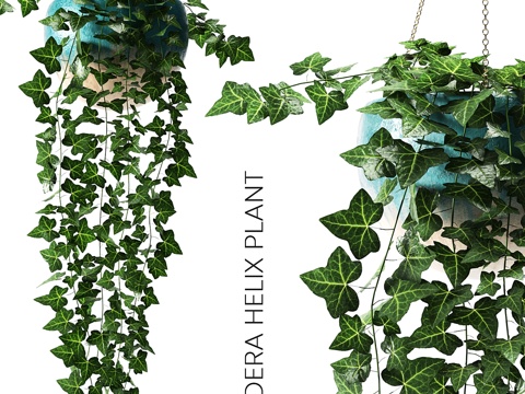  常春藤盆栽3d模型 