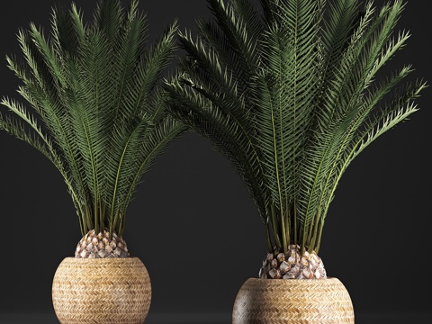  植物集锦 342。藤编篮，棕榈树3d模型 