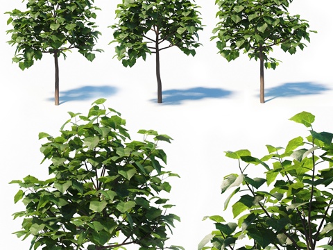  泡桐树（4米）三棵套装3d模型 