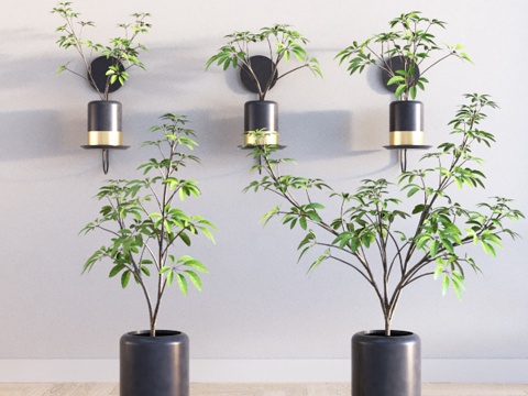  装饰植物套装13d模型 