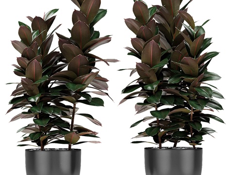  盆栽花盆异域植物3d模型 