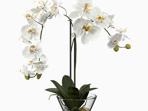  玻璃花瓶装白蝴蝶兰丝绸花3d模型 