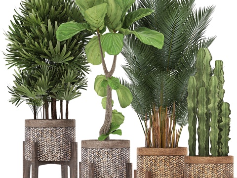  植物收藏 337. 篮子，藤编，琴叶榕3d模型 