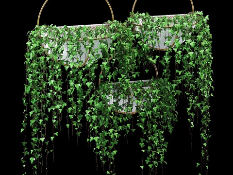  大叶常春藤3d模型 