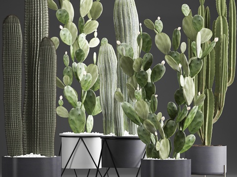  植物收藏 376. 仙人掌套装。黑陶盆，花3d模型 
