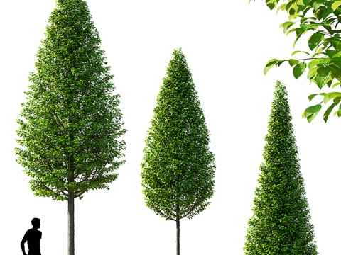  角树 白槲3d模型 