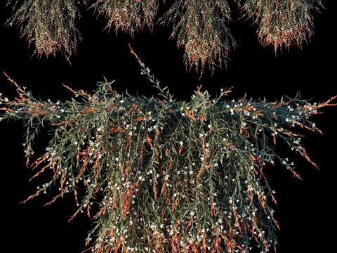  甜桃木 中型浆果 #2（4款）3d模型 