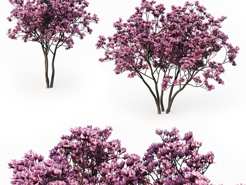  木兰（3米）双树组合3d模型 