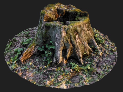 树桩3d模型 