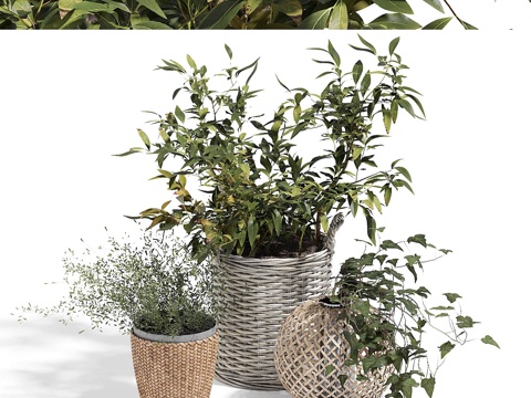  绿色套装3d模型 