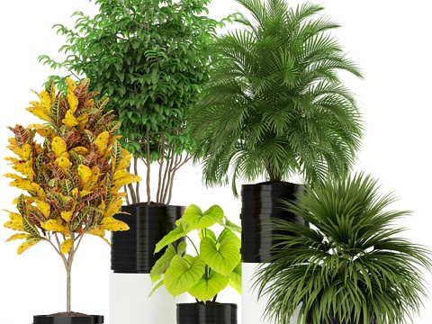  植物集锦 1833d模型 