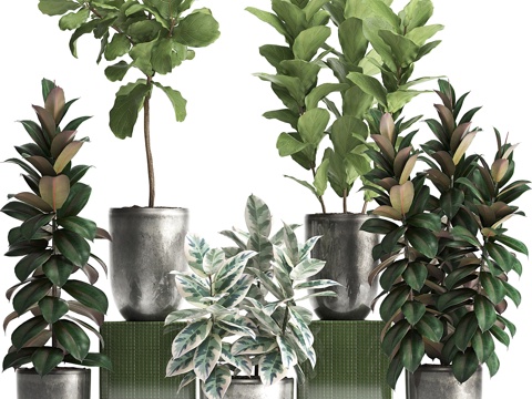  植物集锦355. 观赏树木，琴叶榕3d模型 