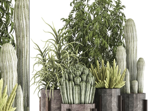  植物集锦325. 仙人掌，丛林，室内3d模型 