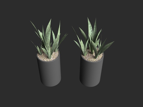  虎尾兰 植物盆栽 绿植植物 虎尾兰属3d模型 