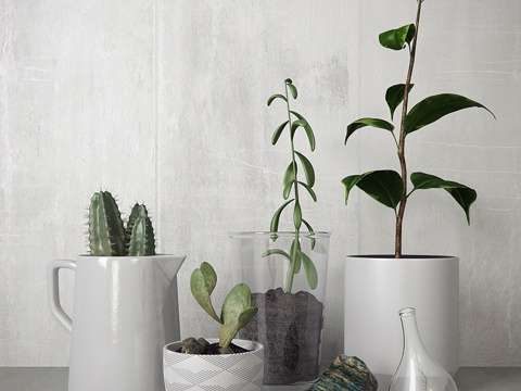  现代植物盆栽3d模型 
