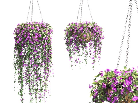  吊盆矮牵牛。2款3d模型 
