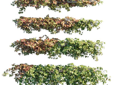  五叶地锦 han3d模型 