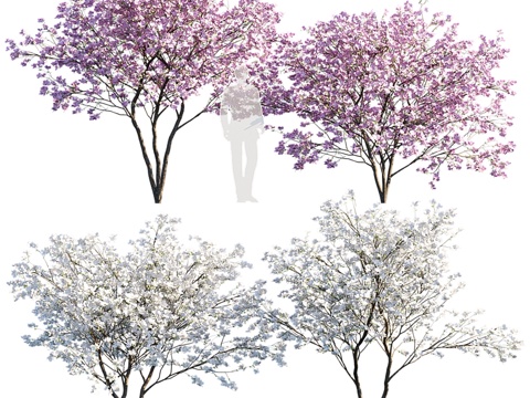  佛罗里达山茱萸 四种形态3d模型 