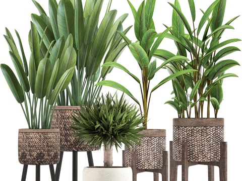  植物收藏 322. 鹤望兰，篮子，盆栽，高良姜3d模型3d模型 