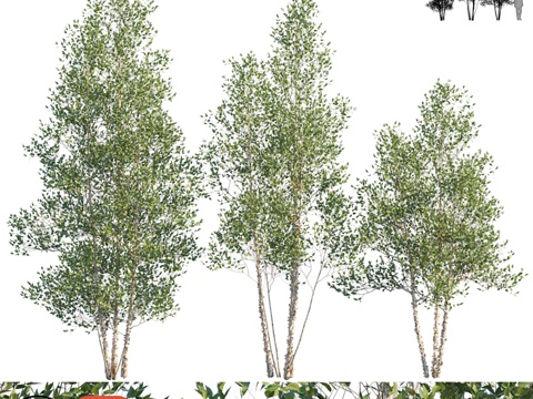  传承丛生河桦 Betula nigra Cully3d模型 