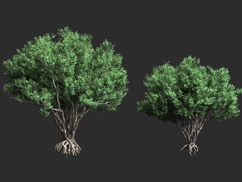  夏威夷灌木 乔木植物 瑞香科 荛花属 瓦胡岛植物3d模型 