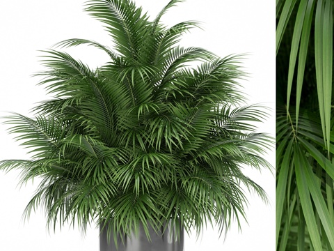  植物收藏 1773d模型 