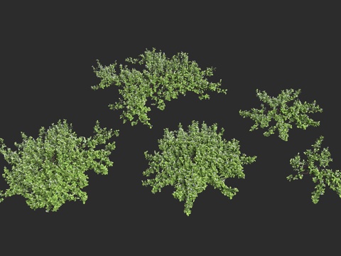  单叶蔓荆 马鞭草科 牡荆属 落叶小灌木3d模型 