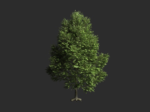  欧洲椴 捷克椴 行道树 落叶乔木 蔷薇超目 蔷薇亚纲 锦葵目3d模型 