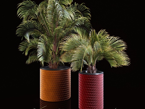  棕榈植物3d模型 