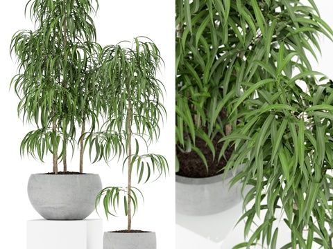  植物收藏 1573d模型 